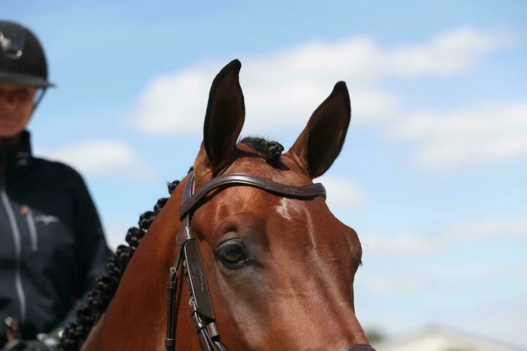 Dy'on New English Collection Flat Leather V-Shaped Browband 1 Dy'on New English Collection Flat Leather V-Shaped Browband