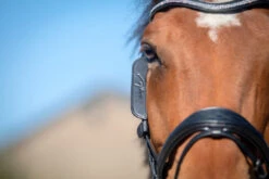 Dy'on Focus Cheek Pieces Blinkers - 2 Colours -Equestrian Supplies Store montants focus noir full 3