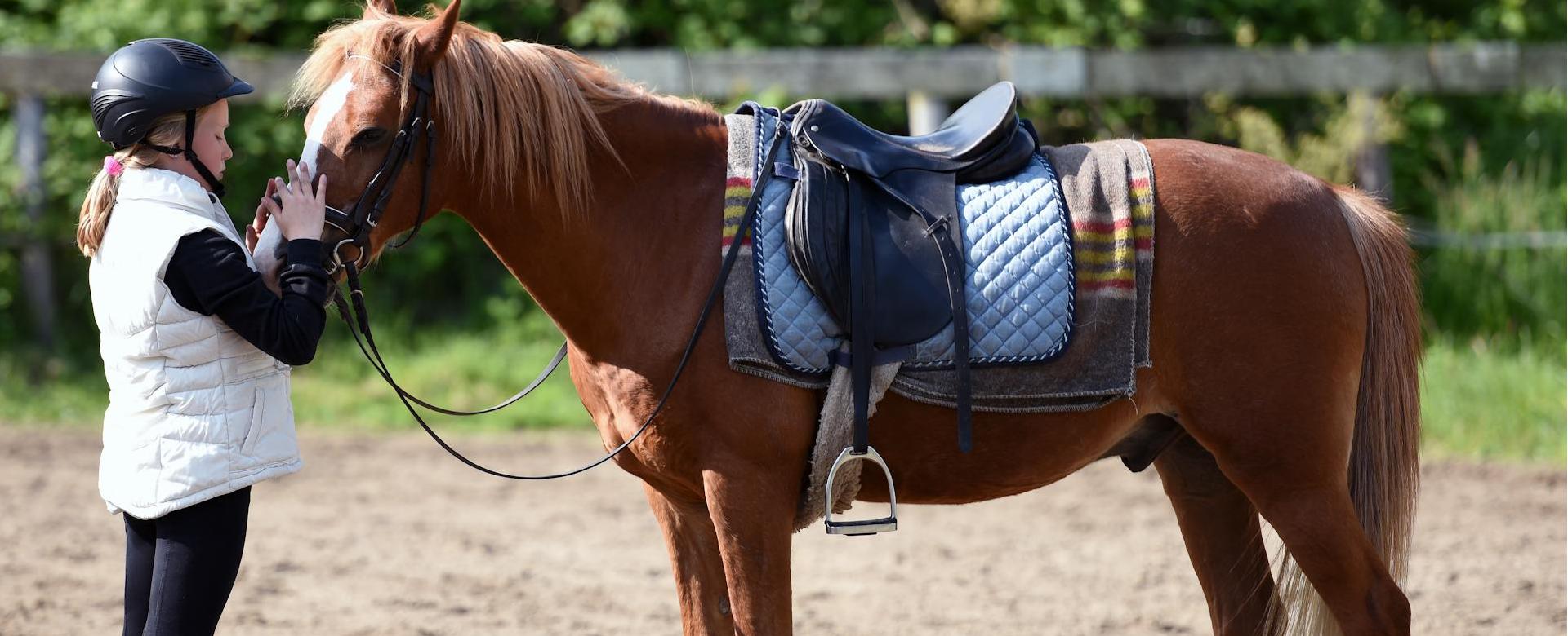 Equestrian Supplies Store 1 Equestrian Supplies Store -Equestrian Supplies Store pexels artstel 4019299